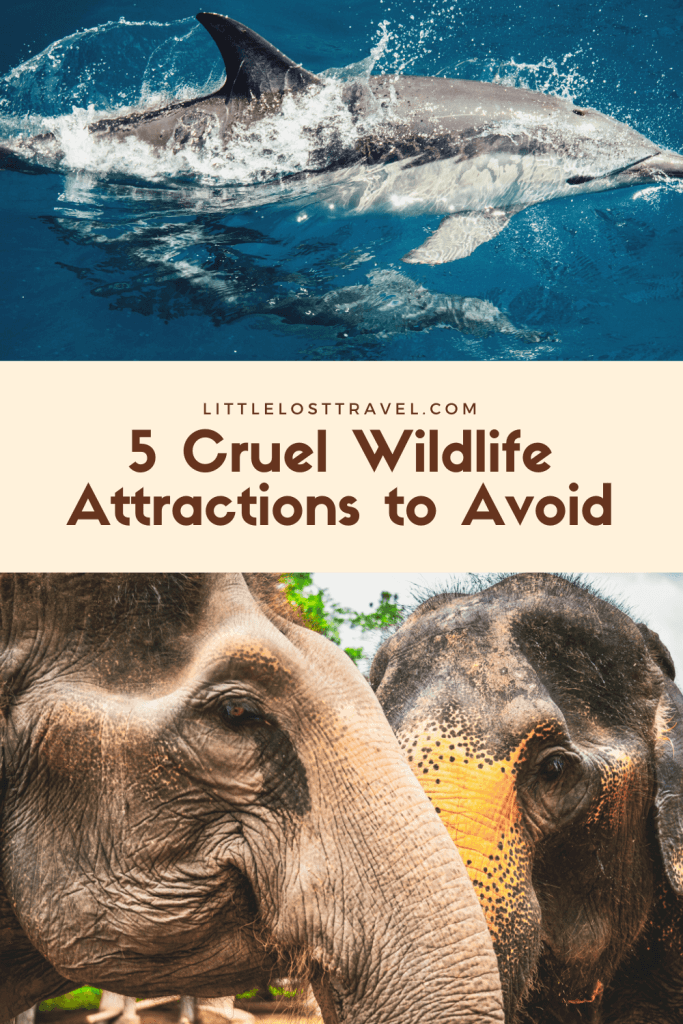 For the Love of Animals! Avoid These Cruel Tourist Attractions when Travelling 7 Pinterest pin for cruel wildlife attractions