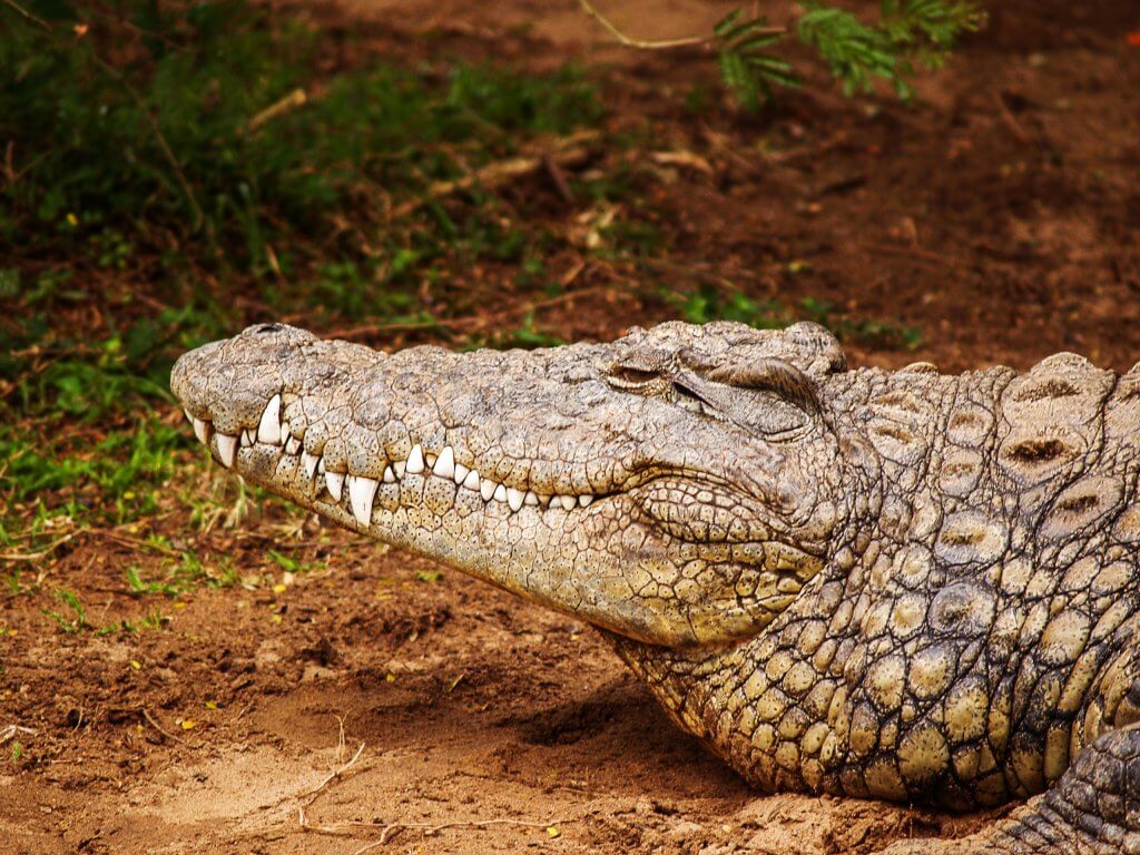 For the Love of Animals! Avoid These Cruel Tourist Attractions when Travelling 5 cruel animal attractions
