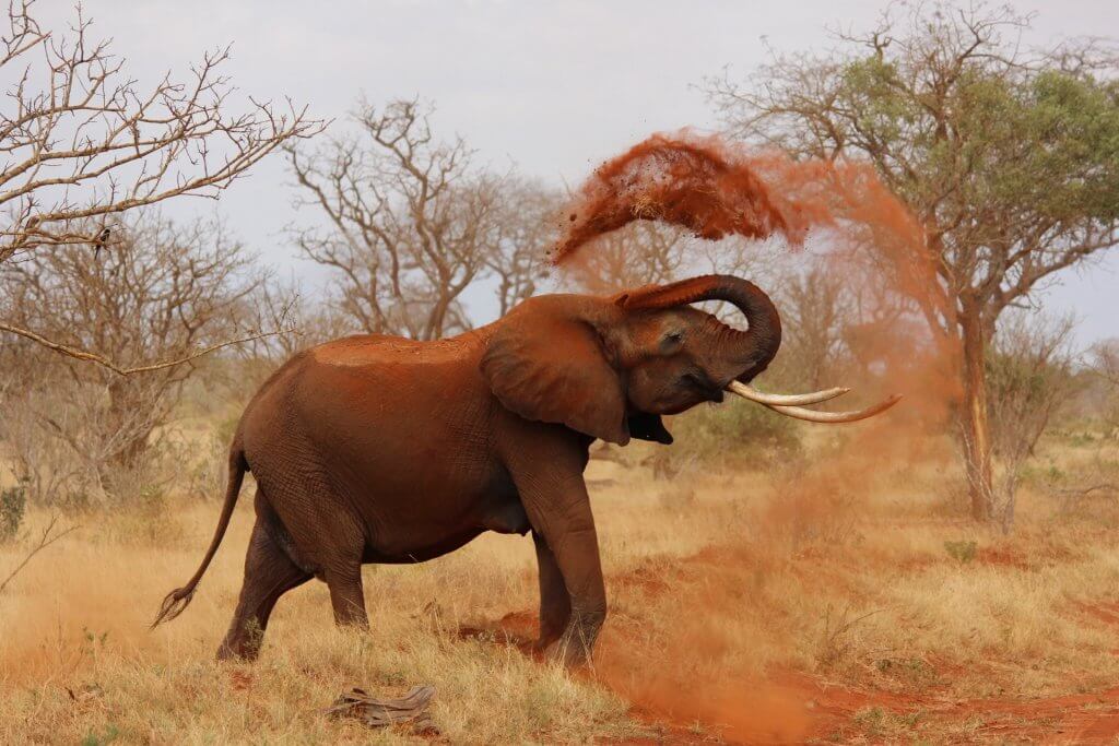 For the Love of Animals! Avoid These Cruel Tourist Attractions when Travelling 2 elephant in the sand