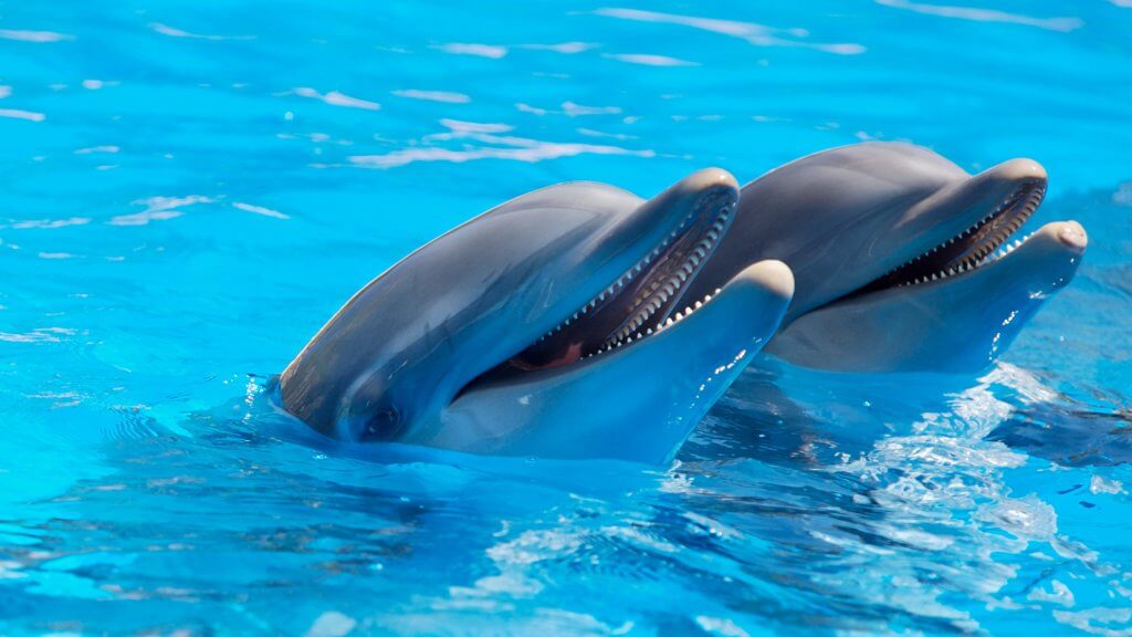 For the Love of Animals! Avoid These Cruel Tourist Attractions when Travelling 4 two dolphins in a pool