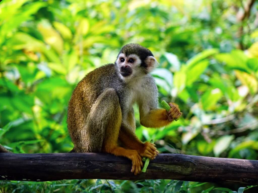 For the Love of Animals! Avoid These Cruel Tourist Attractions when Travelling 6 monkey in a tree