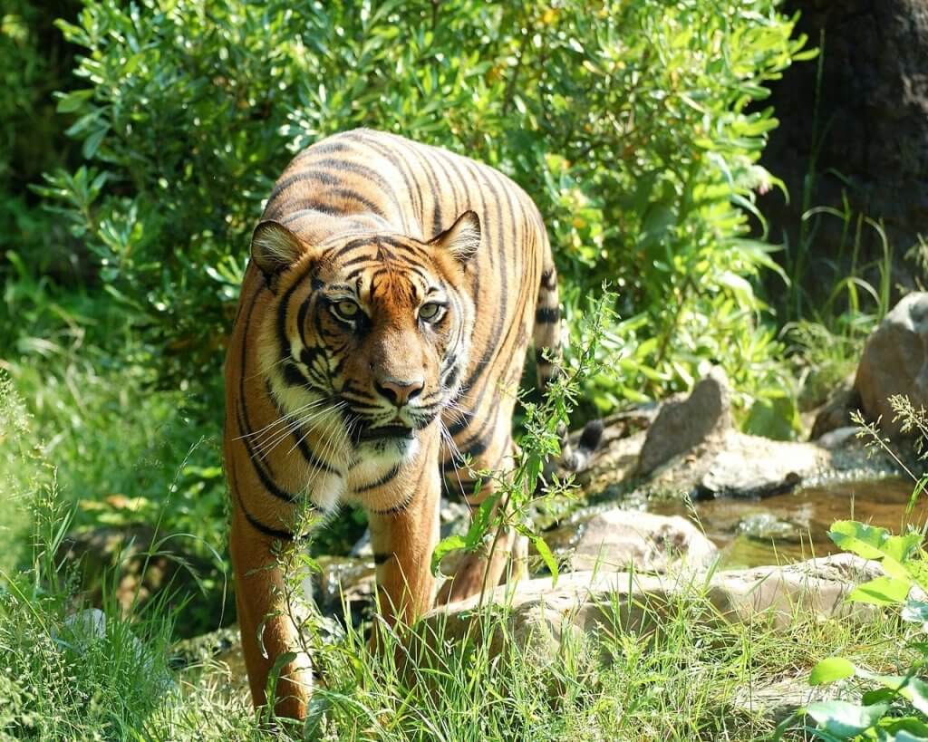 For the Love of Animals! Avoid These Cruel Tourist Attractions when Travelling 1 cruel animal attractions