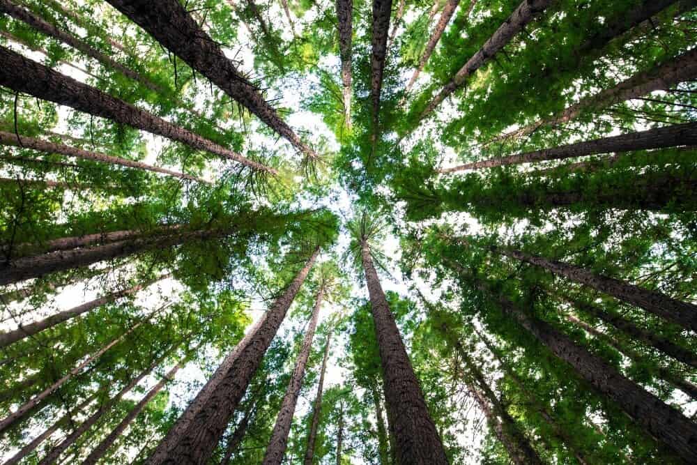 10 Best Free Travel Apps to Download Before Your Next Trip 1 canopy of trees from below