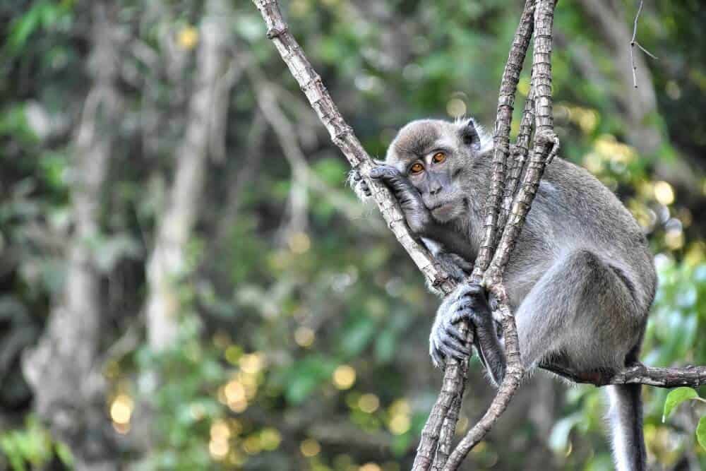 Monkey perched in the branches in Borneo