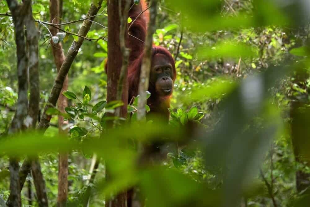 Taman Nasional Tanjung Puting 