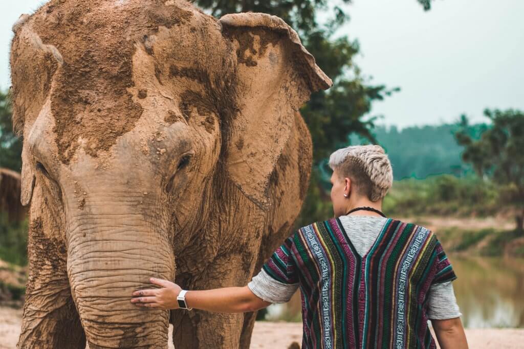 Why Voluntourism Does More Harm Than Good 3 voluntourism does more harm than good -animal exploitation