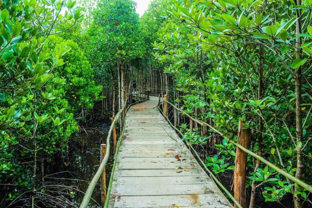 Why Voluntourism Does More Harm Than Good 2 jungle with a wooden path