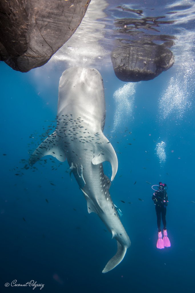 Two Responsible Travellers Share Their Top Sustainable Travel Tips 6 coconut odyssey and whale shark
