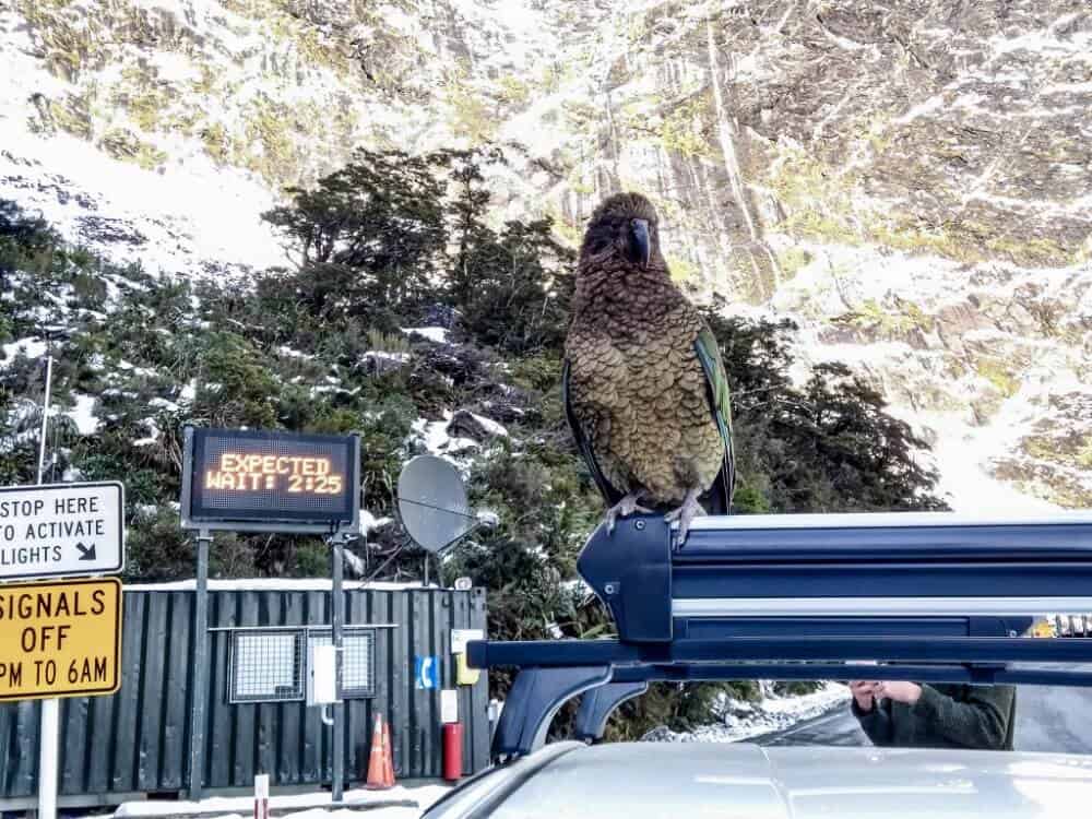 Kea enjoying Milford Sound in winter. A green parrot sitting on top of a car on a road. 