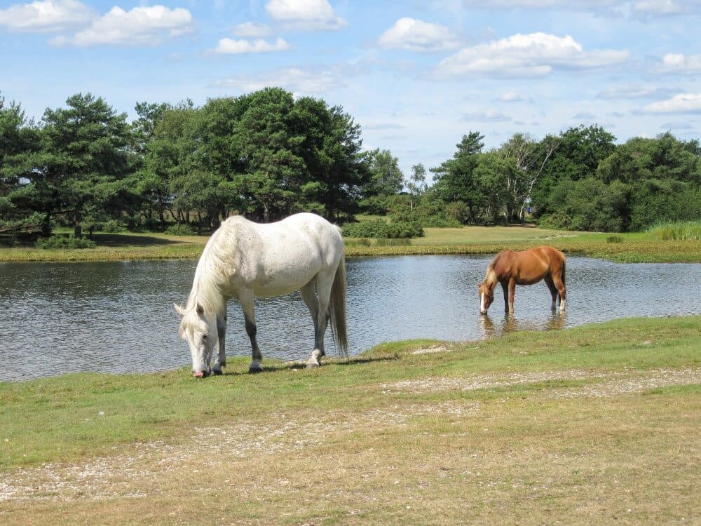 New forest ponies 