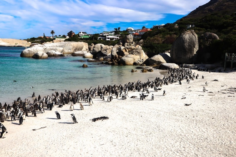 15 Best Ethical Animal Encounters Around the World 4 Seeing African Penguins at Boulders Beach is one of the best ethical animal experiences you can do.