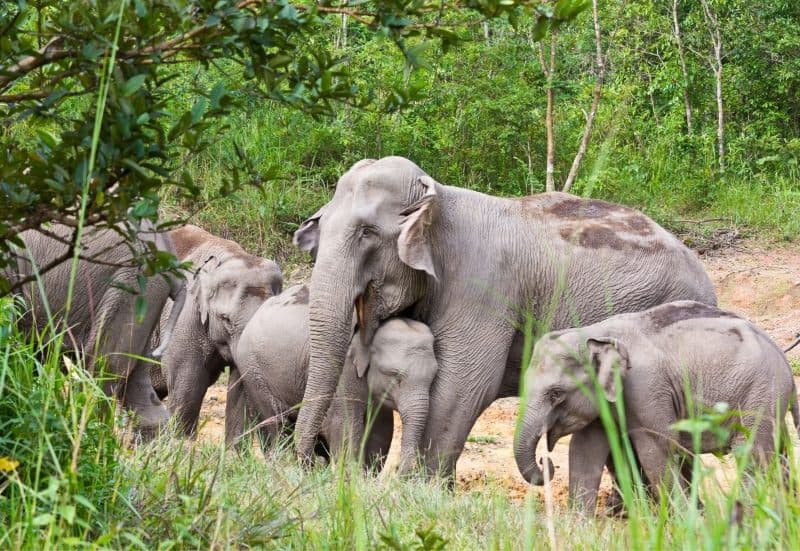 15 Best Ethical Animal Encounters Around the World 2 One of the best ethical animal encounters in Thailand is seeing the elephants at Chang Chill.