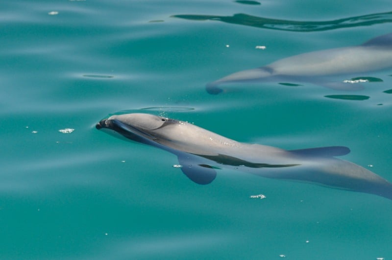 15 Best Ethical Animal Encounters Around the World 5 Hector's Dolphins in New Zealand