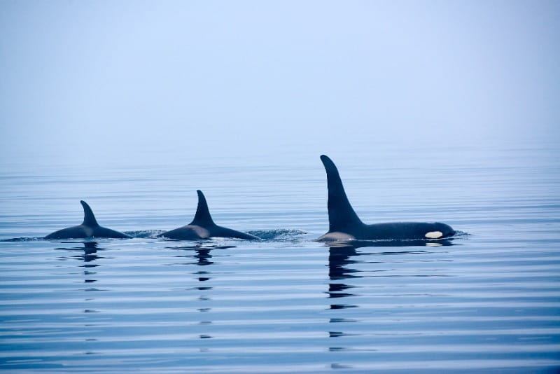 15 Best Ethical Animal Encounters Around the World 11 One of the most ethical places to go whale watching is British Columbia