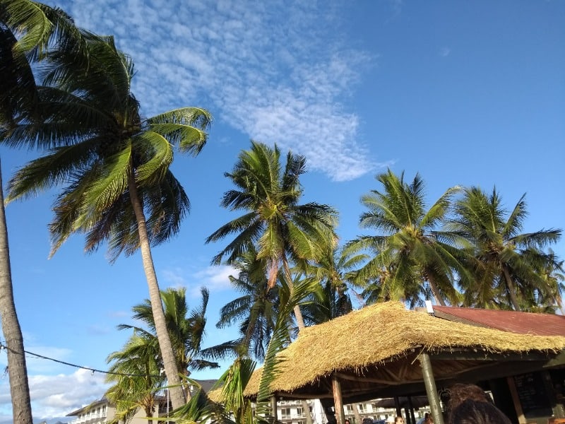 Palm trees at Bamboo Travellers hostel in Fiji