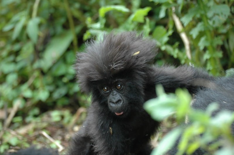 Rwanda's iconic mountain gorillas