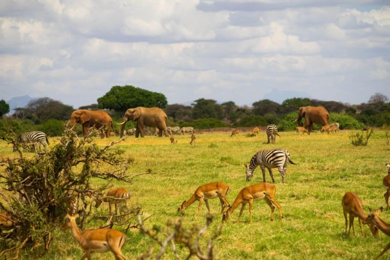 15 Best Ethical Animal Encounters Around the World 10 Safari in Tsavo National Park
