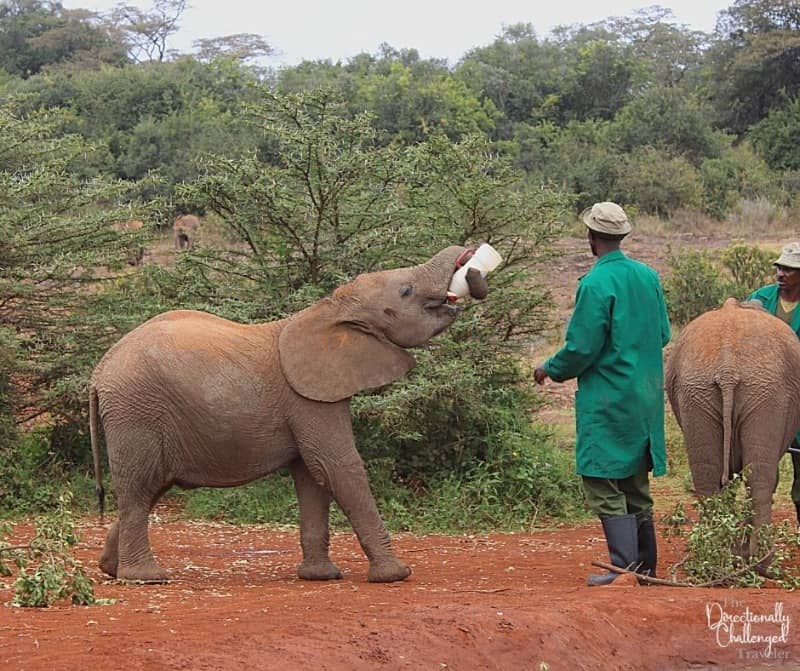 15 Best Ethical Animal Encounters Around the World 14 Seeing elephants at the Sheldrick Trust is one of the best ethical animal experiences.