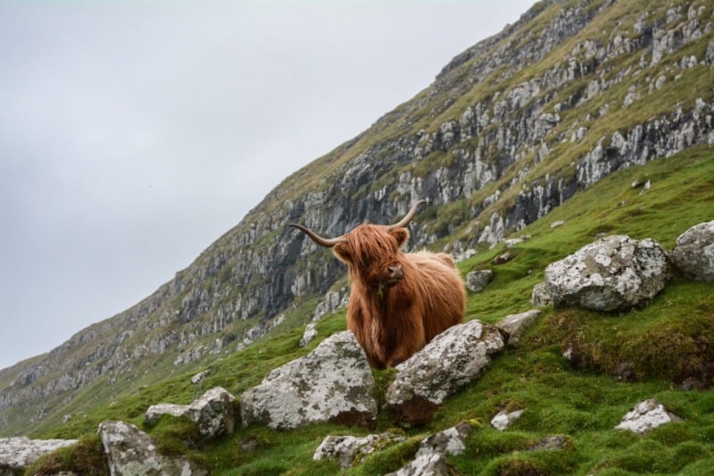 A highland cow standing on the hillside. 