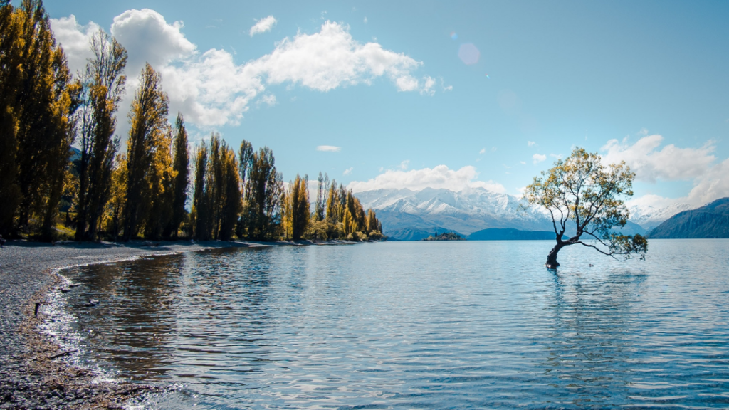 The Wanaka Tree in a lake in Wanaka