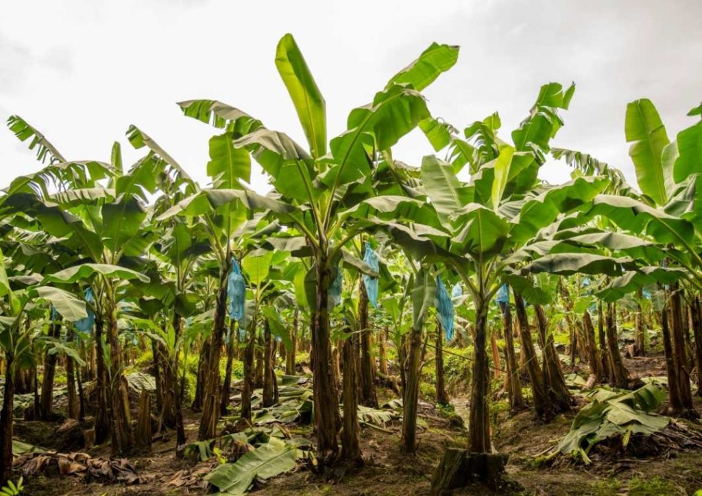 Trees growing in a farm in Costa Rica. 