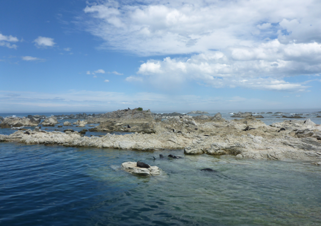 14 Incredible Hikes On the South Island of New Zealand 15 Seals sitting on the rock in the sea at Kaikoura.