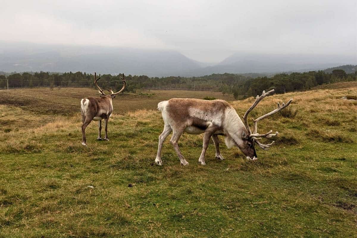 Best 10-day Scottish Highlands itinerary (No Car Needed!) 18 Two reindeer graze peacefully on a grassy plain with misty mountains in the background, part of the Cairngorms National Park.