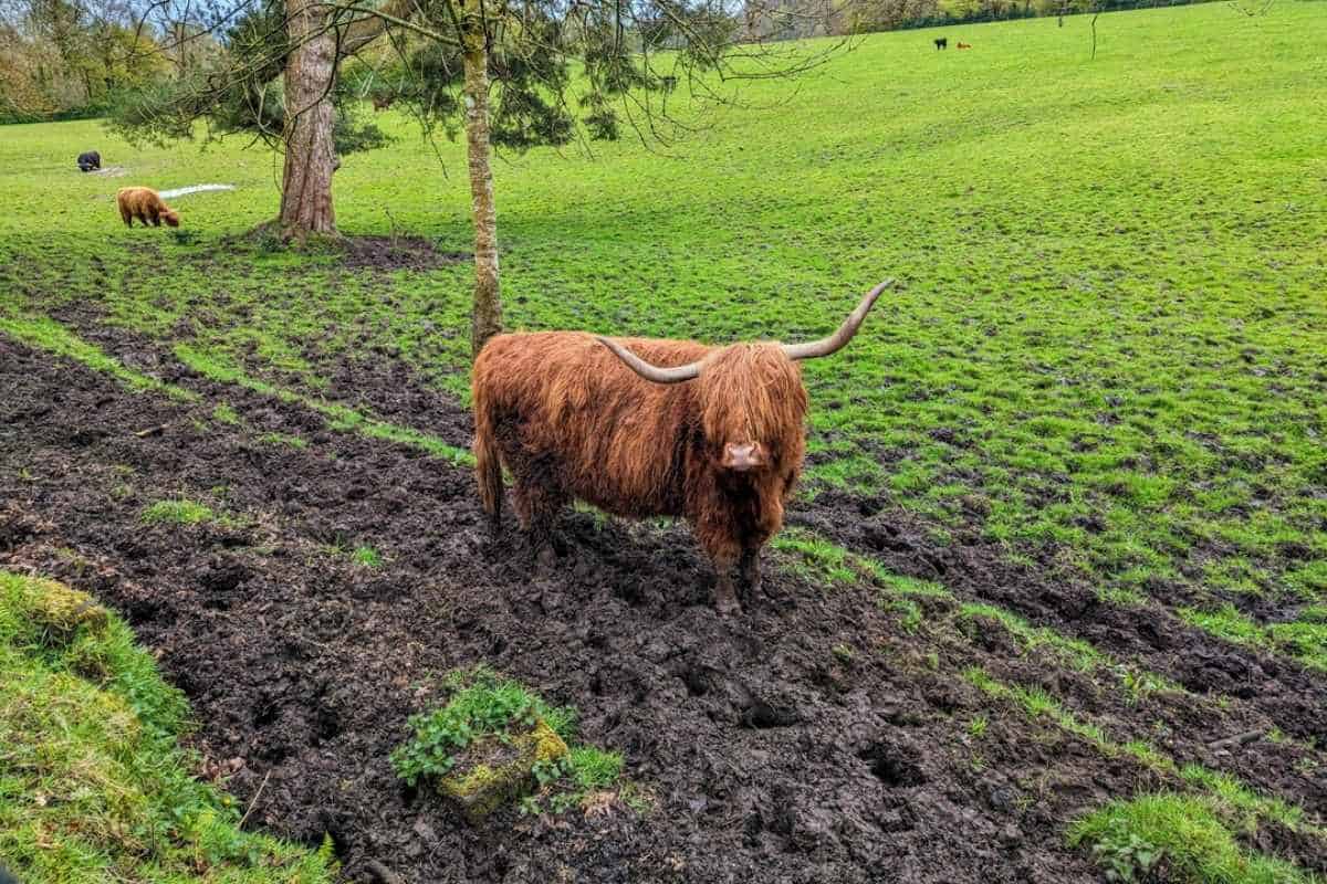 A Highland cow stands in a muddy patch of a field facing the camera. Black and orange cows graze in the distance. Pollok park in Glasgow. 