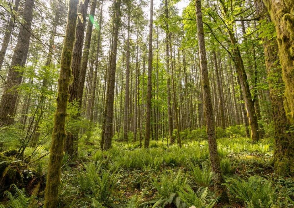 A woodland of young trees with green plants on the forest floor. Trees can absorb carbon. 