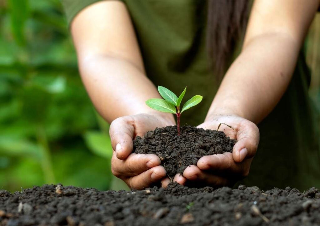 Person holding a mound of earth with a sapling growing inside it.