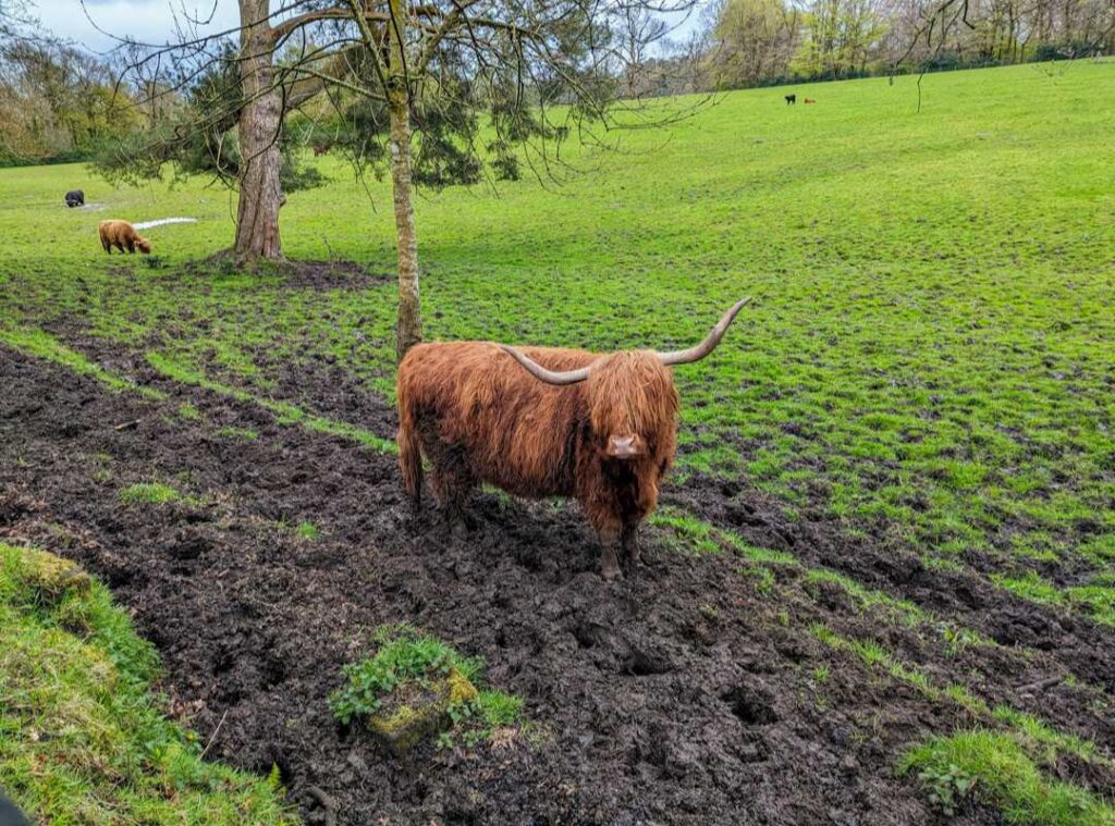 A shaggy orange Highland cow with long horns stands and looks at the camera from the mud. Highland cows graze behind her. 