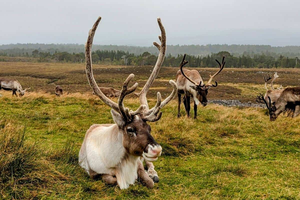 A photo of a reindeer with magnificent long antlers sitting down on the grass. Another reindeer stands behind it in the Cairngorms.