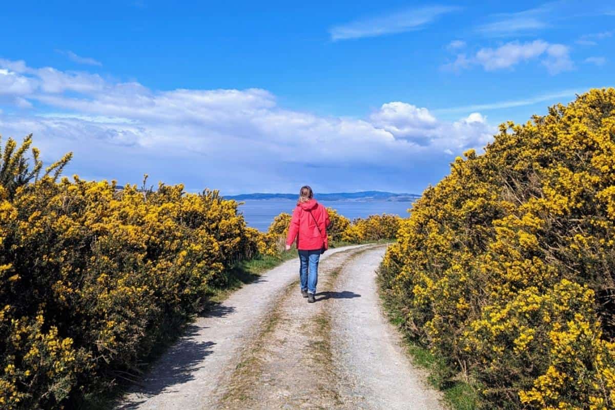 A woman in a red jacket and blue jeans walks along a chalky white dirt track with yellow gorse bushes on either side of it. The sky is bright blue. 