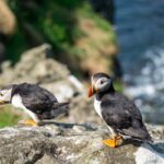 May Where to see puffins