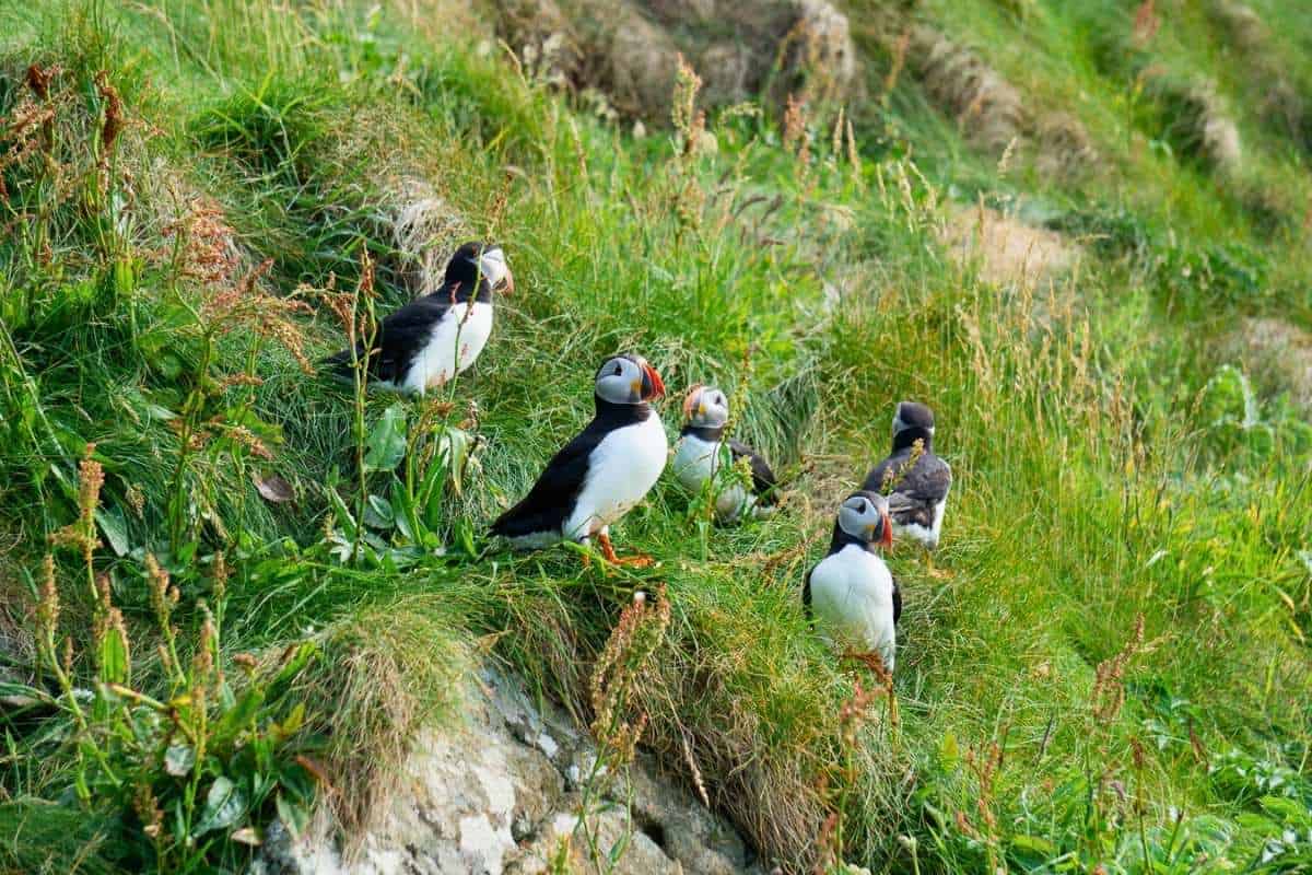 Best Time to Visit Scotland (& The Worst!) 8 A group of puffins sit together in the long grass on Lunga. May or June is the best time to visit Scotland to see puffins.