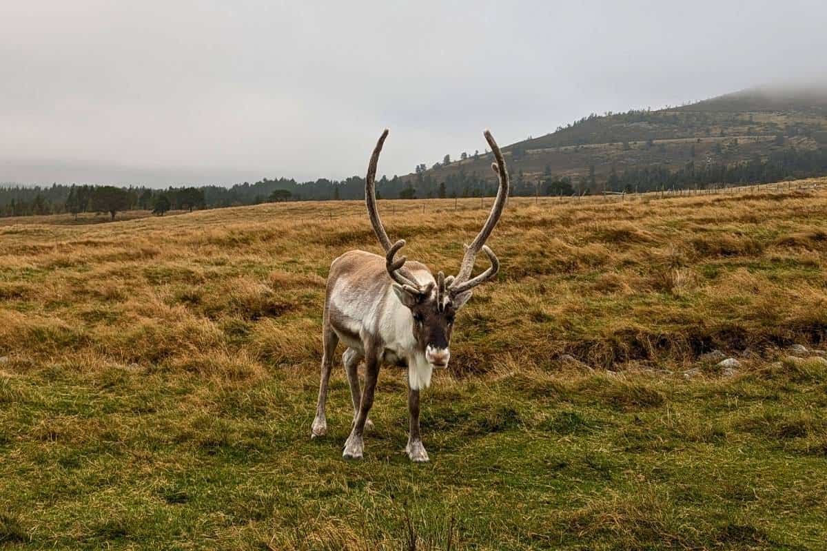 13 Best Places to Visit in Scotland by Train 7 A reindeer with large antlers stands in a field in the Cairngorms.