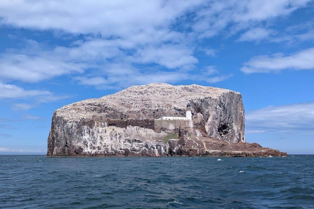 A close up of Bass Rock near North Berwick with a white lighthouse and fortress ruins. White birds fly above it. Visiting Bass Rock is one of the best things to do in North Berwick. 