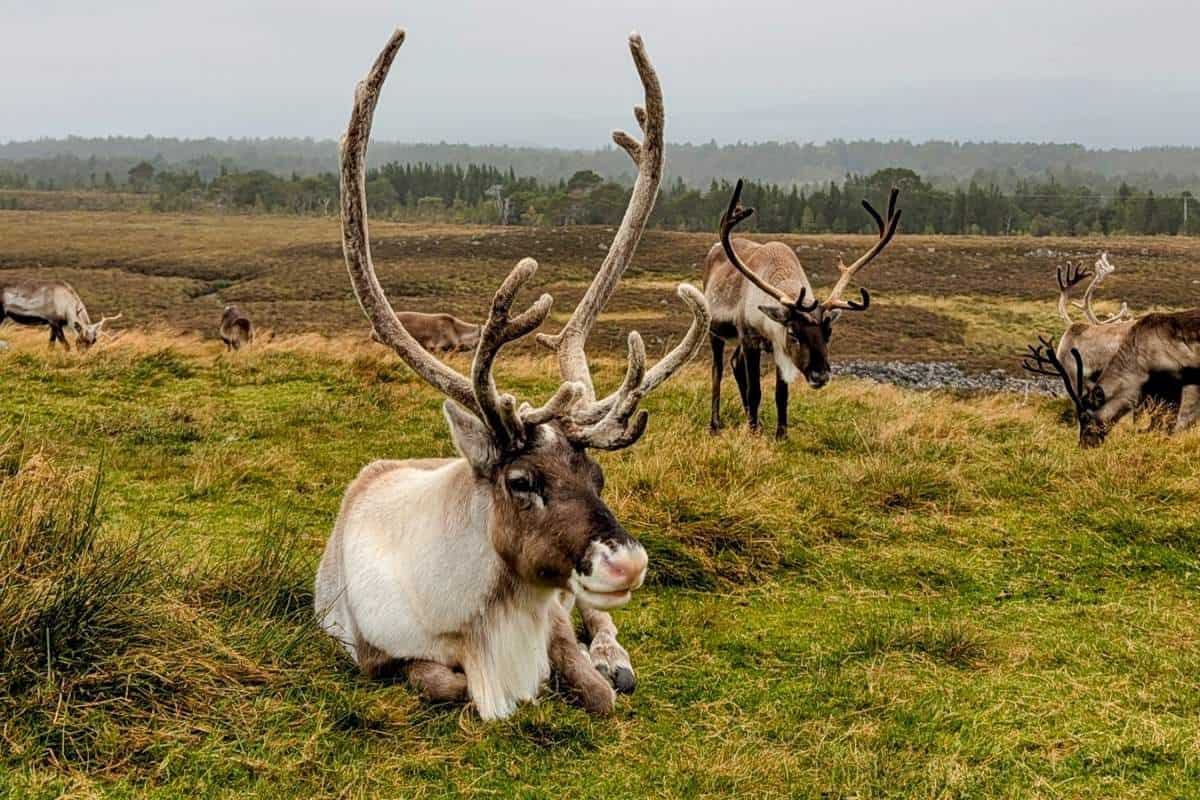 10 Easy Day Trips from Inverness Without a Car 10 A reindeer sits in a grassy field while other reindeer graze behind. The Cairngorm Reindeer Herd.