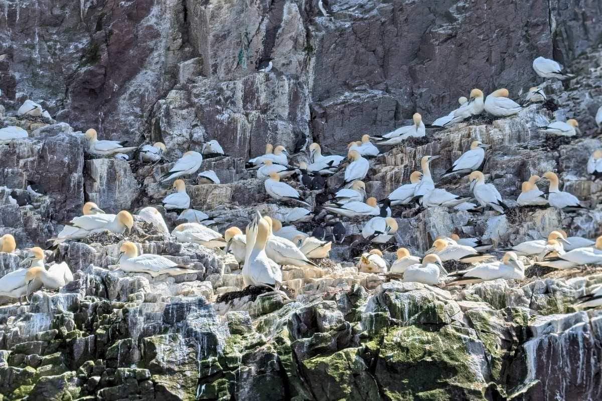 A close up of the Northern gannets of Bass Rock. Dozens of them sit on ledges including pairs greeting each other. 