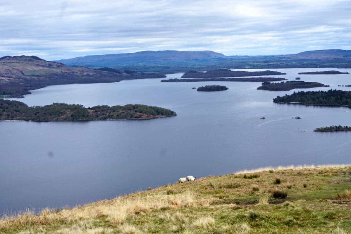 A sheep and two lambs walk on a hilltop with the vast expanse of the island strewn Loch Lomond below. 