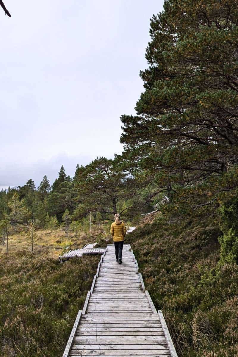 I Did a Cairngorm Reindeer Hill Trip: Here's What It's Like 9 A woman wearing a yellow jacket walks along a boardwalk surrounded by trees and heather.