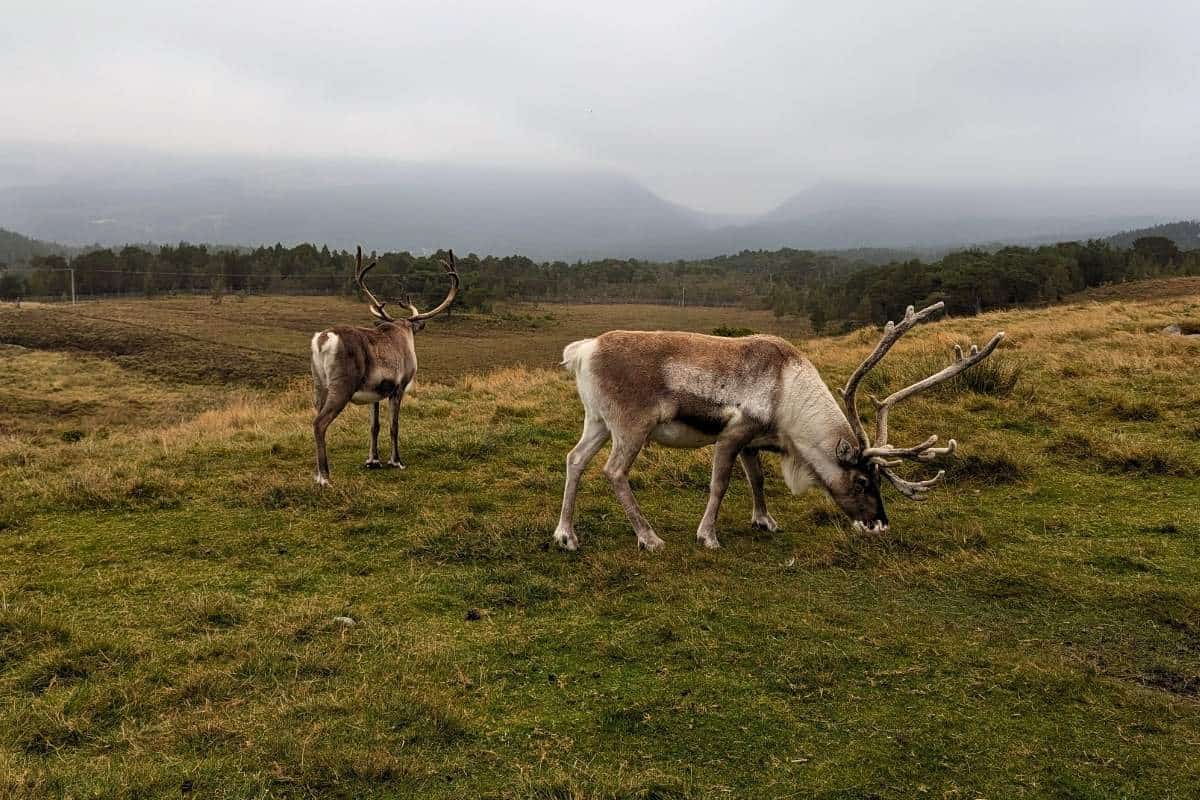 I Did a Cairngorm Reindeer Hill Trip: Here's What It's Like 15 Two large reinder with huge antlers graze a large field. In the distance are trees and misty mountains behind. This is the Cairngorm reindeer hill trip with the Cairngorm Reindeer Herd.