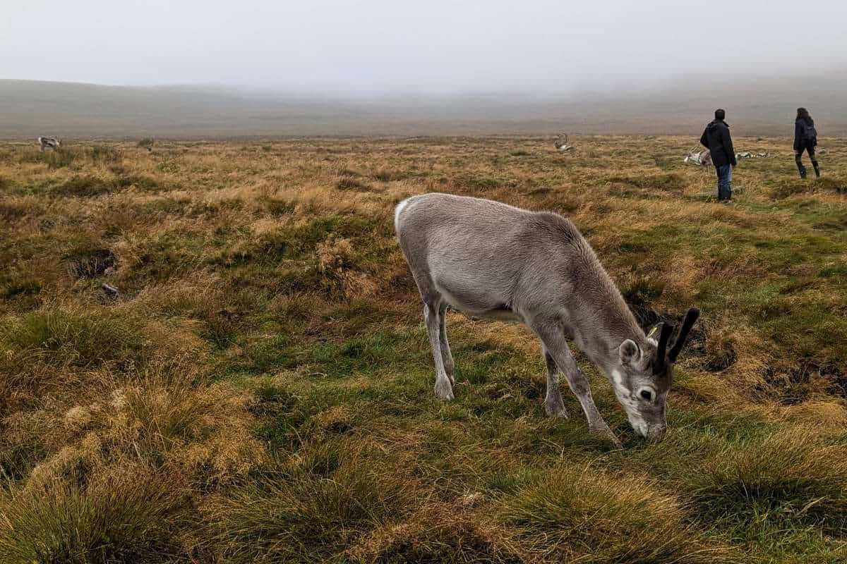 I Did a Cairngorm Reindeer Hill Trip: Here's What It's Like 11 A young reindeer calf with stubby antlers grazes the grass. Two people are walking into the misty distance behind.