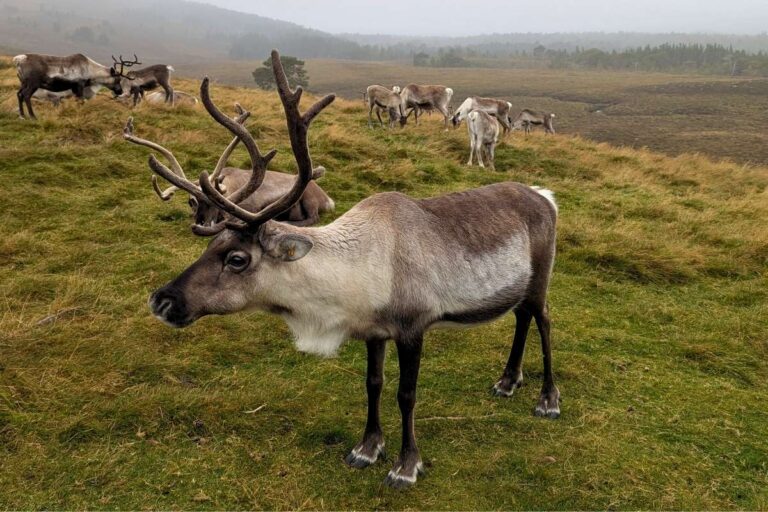 I Did a Cairngorm Reindeer Hill Trip: Here’s What It’s Like