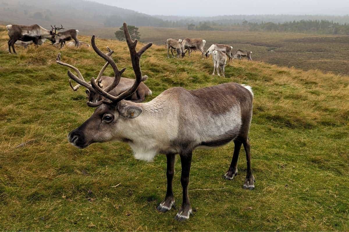 I Did a Cairngorm Reindeer Hill Trip: Here's What It's Like 1 A group of reindeer grazing with one close to the camera. A misty hill is framed behind scattered with trees. This is the Cairngorm reindeer hill trip.