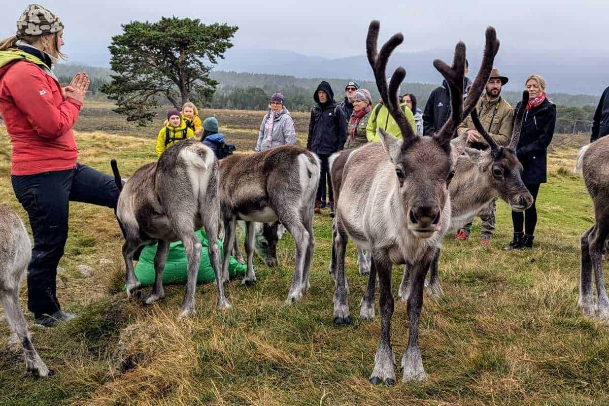 I Did a Cairngorm Reindeer Hill Trip: Here's What It's Like 13 A group of people dressed warmly facing a guide who is talking and has a green bag of food on the floor, surrounded by reindeer on the Cairngorm reindeer hill trip.