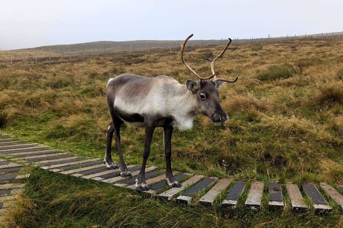 I Did a Cairngorm Reindeer Hill Trip: Here's What It's Like 7 A reindeer stands on the boardwalk in the middle of a field. A fence is behind.