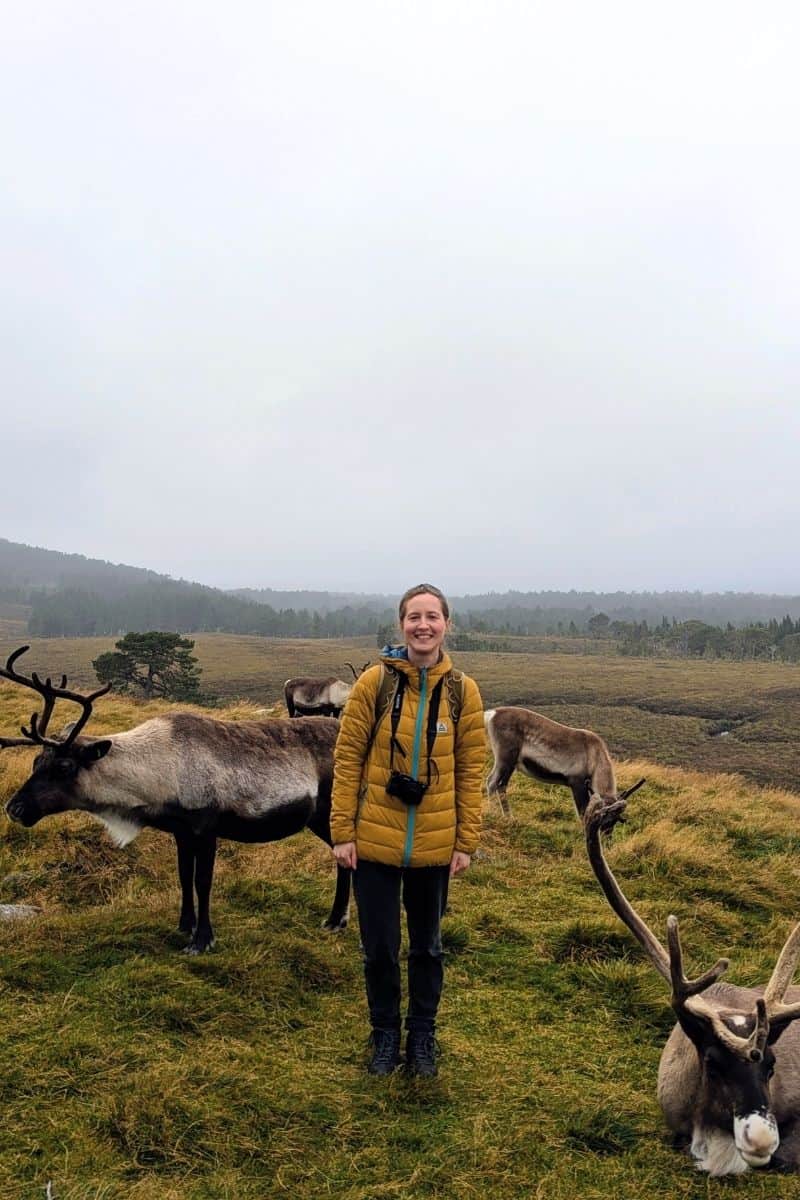 I Did a Cairngorm Reindeer Hill Trip: Here's What It's Like 6 A woman wearing a thick yellow jacket and a camera stands in the midst of a group of reindeer, including one sitting in the corner of the frame.