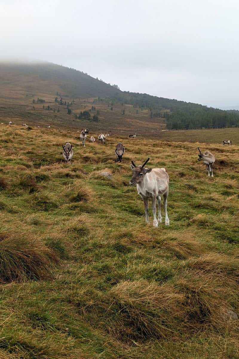 I Did a Cairngorm Reindeer Hill Trip: Here's What It's Like 4 Reindeer coming towards the camera with the young ones leading the way in the Cairngorms.