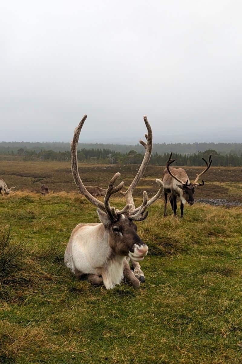 I Did a Cairngorm Reindeer Hill Trip: Here's What It's Like 5 A reindeer with huge antlers sits down and looks at the camera. Another reindeer is behind it. This is the Cairngorm Reindeer Hill trip.